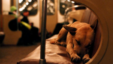 27 Αξιοπερίεργα για τους σκύλους! μέρος 1