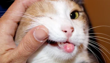 Έλκη τρωκτικών στις γάτες