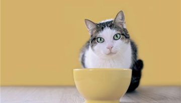 Φλεγμονώδης νόσος του εντέρου στις γάτες