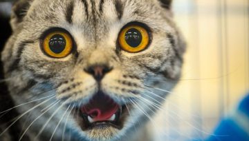 Γάτα: Αιτίες που προκαλούν άσχημη μυρωδιά