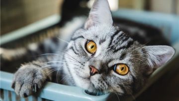 Γλαύκωμα στις γάτες