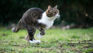 Πόσο γρήγορα μπορεί να τρέξει μια γάτα και πόσο ψηλά πηδάει