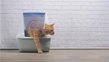 Τι είναι η περινεϊκή ουρηθροστομία;