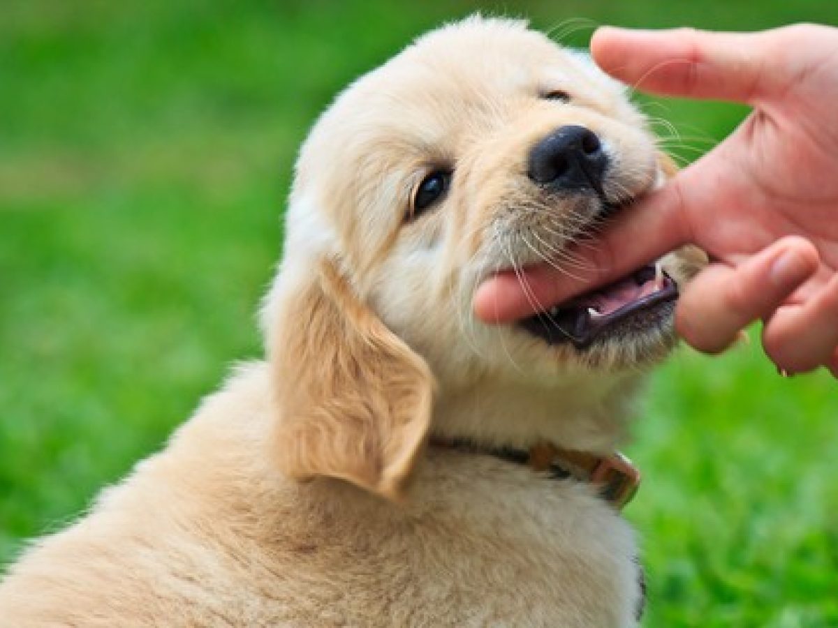 Βίντεο: Δαγκώνει το κουτάβι σας;