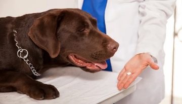 Φάρμακο κατά της γήρανσης για σκύλους πλησιάζει για έγκριση από τον FDA