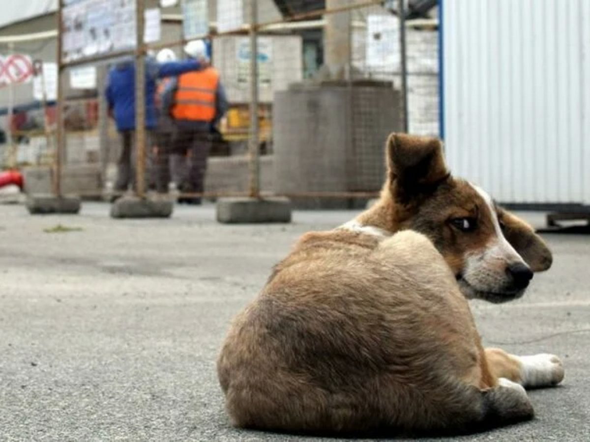 Βόλος: Πυροβόλησαν σκύλο [Video]