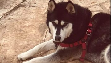 Αράχωβα: Το Ανθρωποκτονιών στην έρευνα για την κακοποίηση του 8χρονου σκύλου