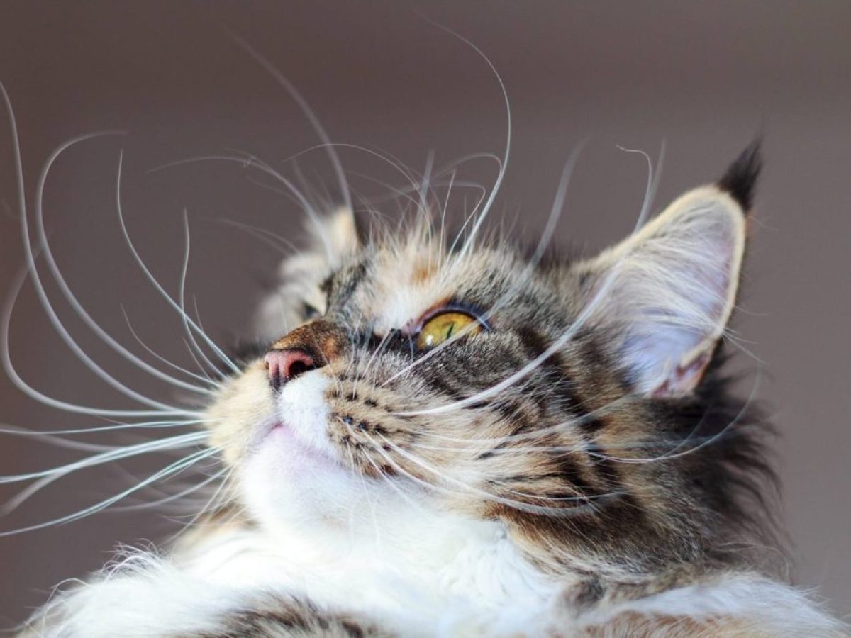 5 απίθανες πληροφορίες για τα μουστάκια της γάτας που δεν ήξερες