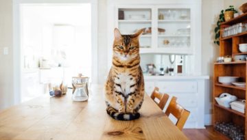 5 τροφές που δεν πρέπει να δίνεις στη γάτα σου