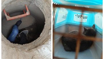 Δεν τα κατάφερε δυστυχώς η γατούλα που βρέθηκε χτυπημένη και παράλυτη μέσα σε φρεάτιο στο Ίλιον