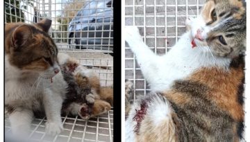 Έκκληση βοήθειας για τη γατούλα που σακατεύτηκε από μηχάνημα κοπής χόρτων στα Σεπόλια