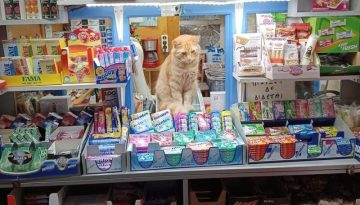 Γνωρίστε τον φοβερό Μήτσο, τον περιπτερά γάτο που βρίσκεται στο Καρλόβασι της Σάμου