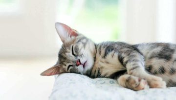 Η γάτα μου είναι άρρωστη: Ποια σημάδια να προσέξεις!