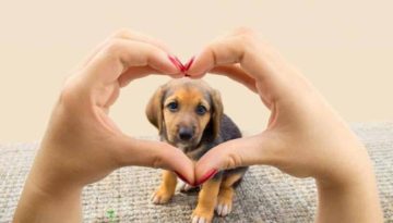 Υιοθεσία αδέσποτου σκύλου: Οι πρώτες ημέρες στο σπίτι!