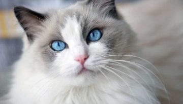 Μακρύτριχες γάτες: 10 ράτσες που θα σας γοητεύσουν!