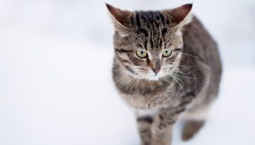 Νιώθουν το κρύο οι γάτες;