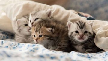 Πότε και γιατί μια γάτα διώχνει τα γατάκια της;