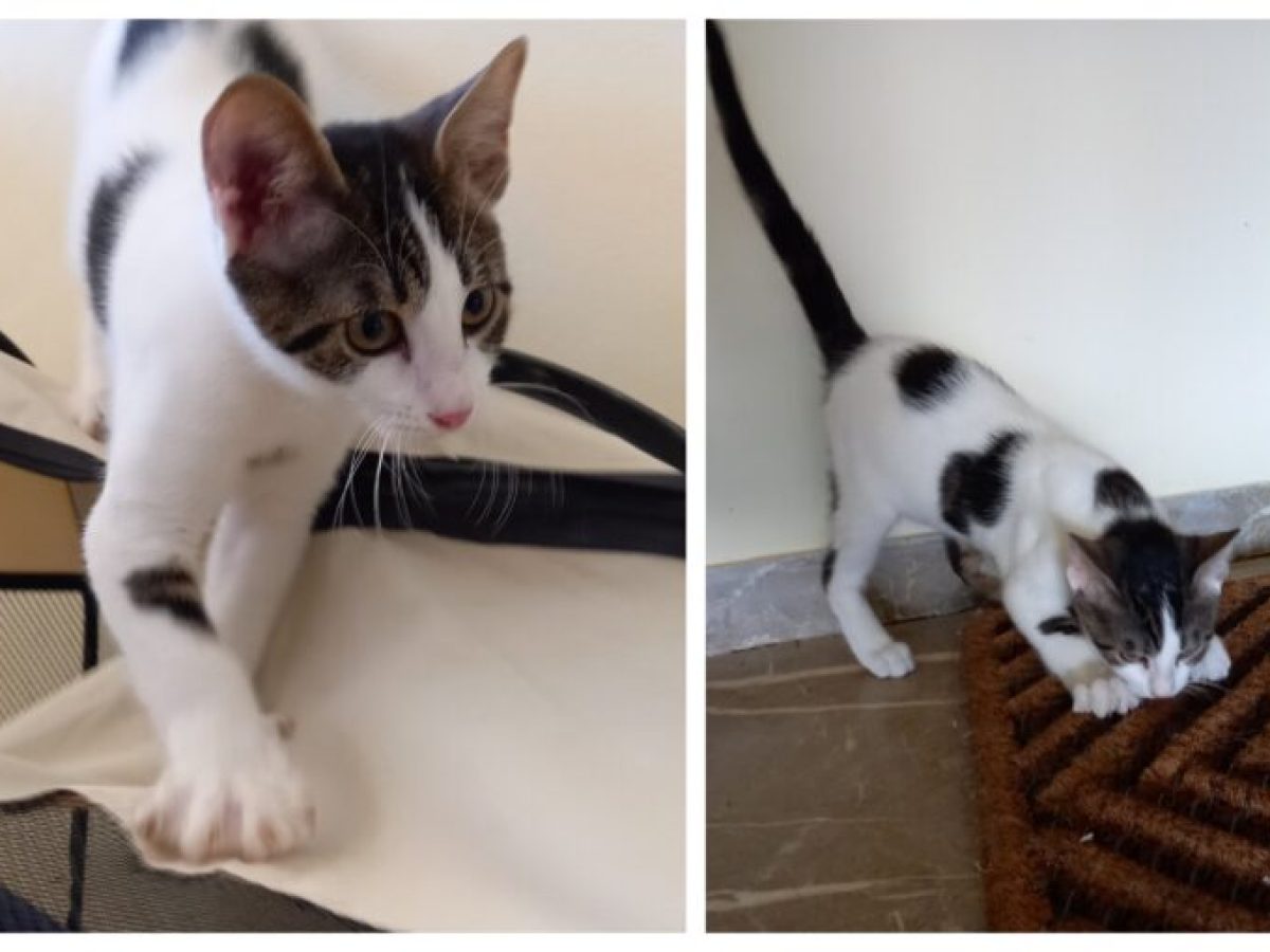 Ψάχνει σπίτι για να μη βγει στο δρόμο και πάλι αυτός ο γατούλης που βρέθηκε σε μηχανή αυτοκινήτου