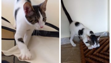 Ψάχνει σπίτι για να μη βγει στο δρόμο και πάλι αυτός ο γατούλης που βρέθηκε σε μηχανή αυτοκινήτου