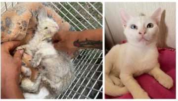 Τα κατάφερε η μικρή Ελπίδα που βρέθηκε ετοιμοθάνατη στο δρόμο- Δείτε τη σήμερα λίγους μήνες μετά