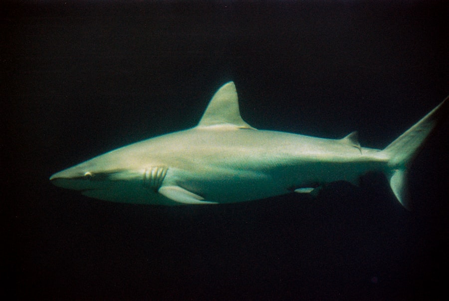 shark species