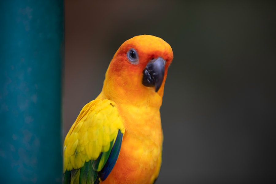 parrot lifespan