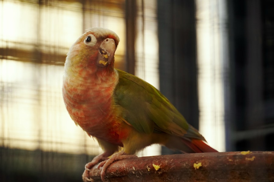 parrots mimicking voices