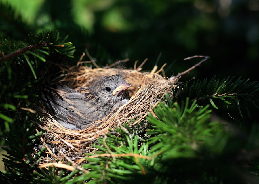 bird nest