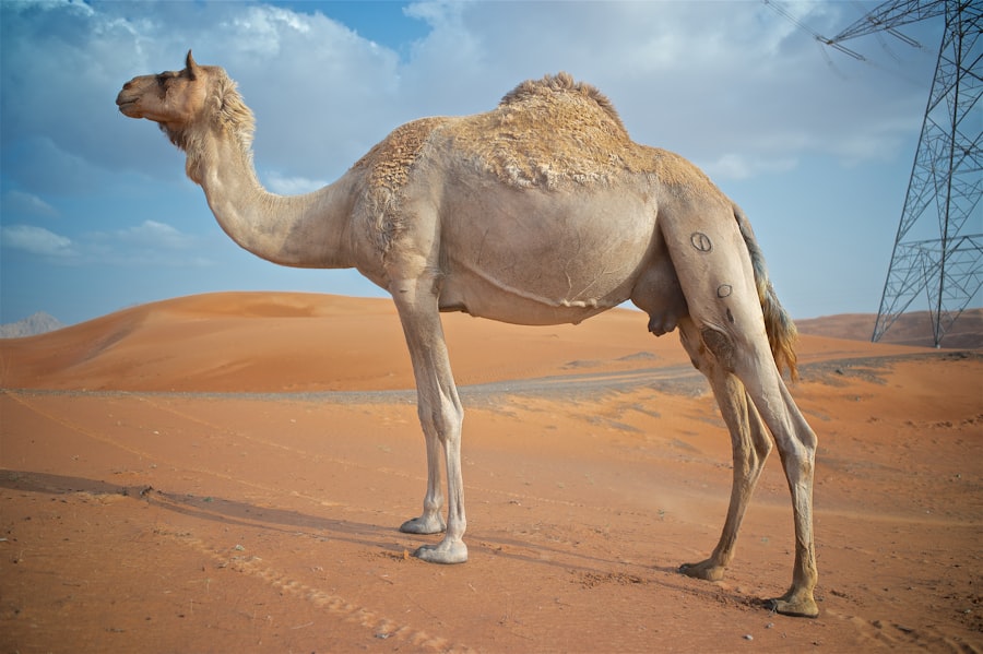 camel hump