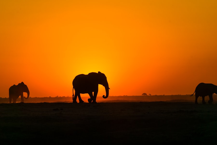 Photo elephant