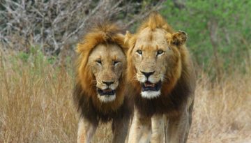 Γιατί το λιοντάρι έχει χαίτη;