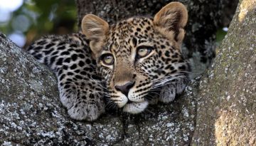 Γιατί η λεοπάρδαλη έχει βούλες;