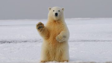 Γιατί φτύνουν πολλά ζώα, ΄πως το λάμα, ο τράγος, η καμήλα;