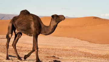 Γιατί η καμήλα έχει καμπούρα;