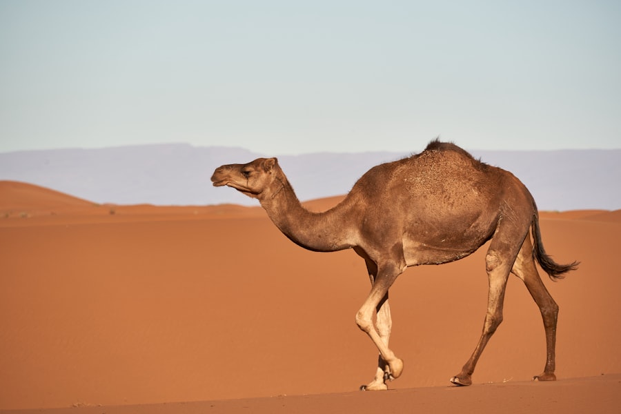 Photo camel hump