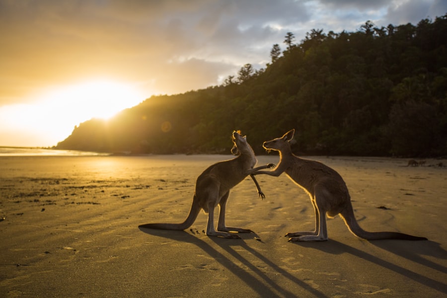 Photo kangaroo
