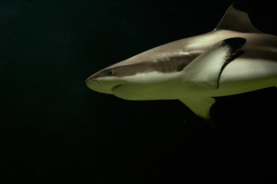 Photo shark species
