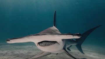 Πώς να αντιδράσεις σε κοντινή συνάντηση με καρχαρία