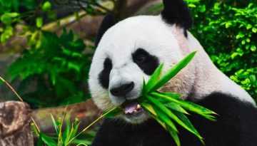 Ζώα σε χειμερία νάρκη: Ποια και γιατί;