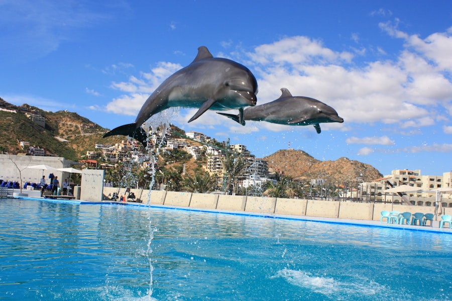 Photo dolphin