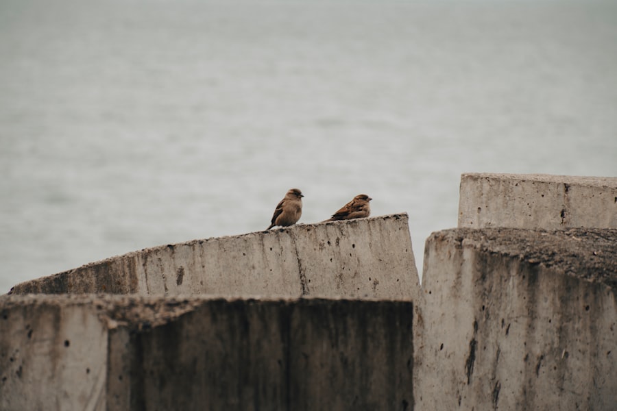 Photo birds of wisdom