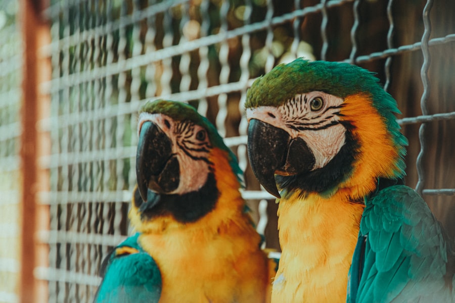 Photo parrots mimicking voices