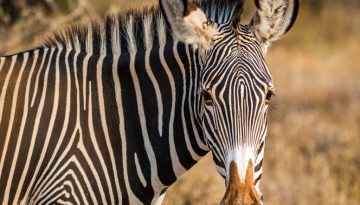 Γιατί η ζέβρα έχει ρίγες;
