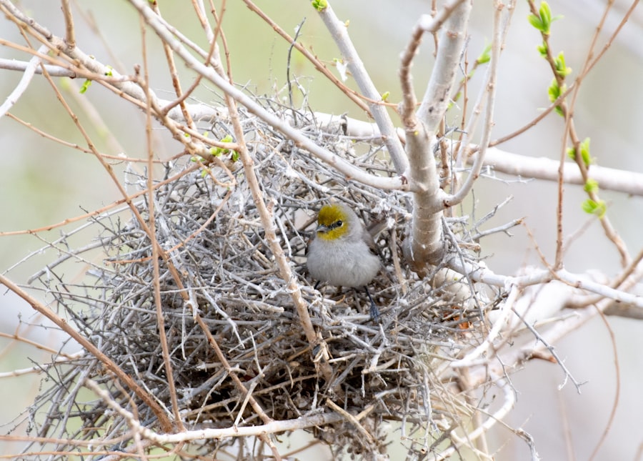 Photo bird nest