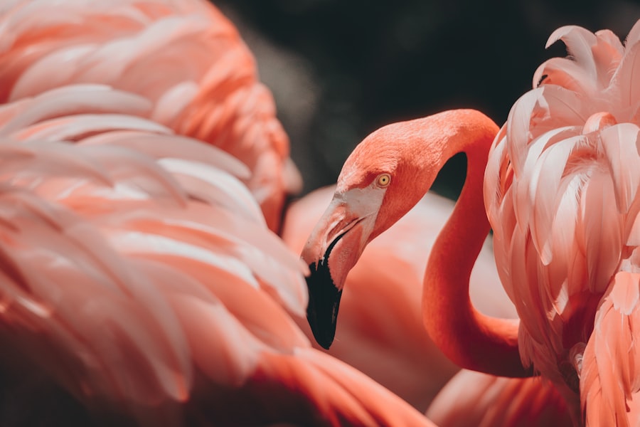 Photo flamingo