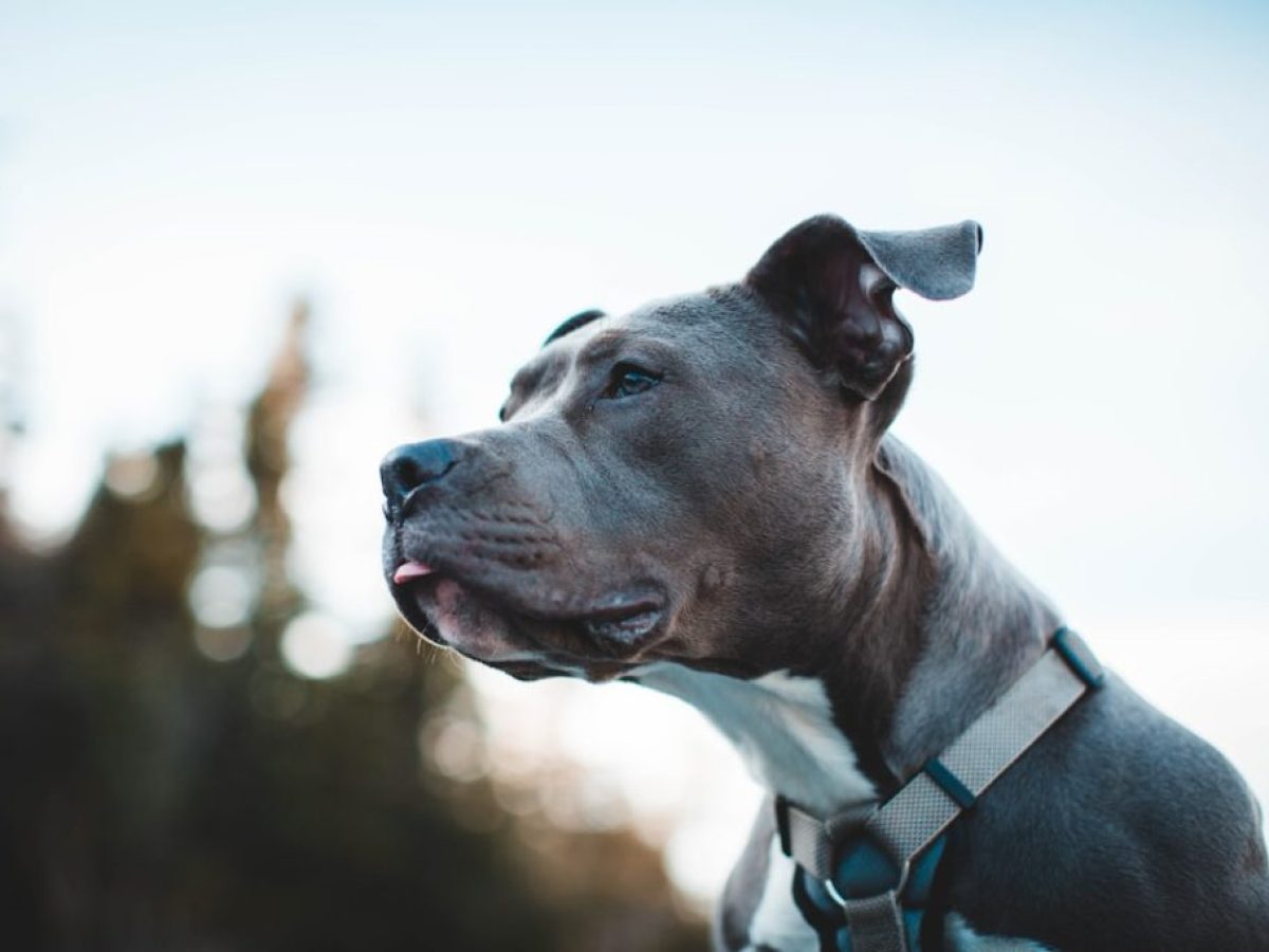 Γιατί αποκαλούσαν τα πίτμπουλ ως «σκυλιά-νταντάδες»;