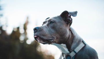 Γιατί αποκαλούσαν τα πίτμπουλ ως «σκυλιά-νταντάδες»;