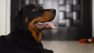 Γιατί τα ροντβάιλερ έχουν τόσο κακή φήμη;