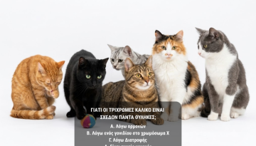 &Mu;ό&nu;&omicron; ό&sigma;&omicron;&iota; &kappa;&rho;ύ&beta;&omicron;&upsilon;&nu; &mu;&iota;&alpha; &gamma;ά&tau;&alpha; &mu;έ&sigma;&alpha; &tau;&omicron;&upsilon;&sigmaf; &theta;&alpha; &kappa;ά&nu;&omicron;&upsilon;&nu; &tau;&omicron; 10/10 &sigma;&tau;&omicron; &kappa;&omicron;&upsilon;ί&zeta; &gamma;&iota;&alpha; &tau;&alpha; &chi;&rho;ώ&mu;&alpha;&tau;&alpha; &tau;&eta;&sigmaf; &gamma;&omicron;ύ&nu;&alpha;&sigmaf;