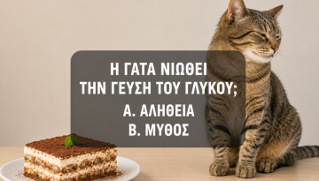 ΚΟΥΙΖ: Μύθοι και Αλήθειες για τη Γάτα – Θα καταφέρεις να κάνεις το 10/10;